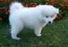 Hyshhss Samoyed puppies available