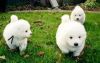 Lovely Samoyed puppies now ready for adoption.
