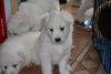 Samoyed puppies for adoption