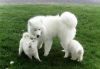 Samoyed pups