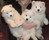 Charming Samoyed pups Available