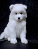 Samoyed Puppy For Sale
