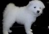 Samoyed puppies with pedigree