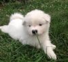 Akc Female And Male Samoyed Puppies For Sale