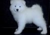 Wow!! All White Samoyed Puppies Ready.