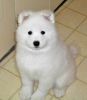 Adorable Samoyed puppies ready for new homes.