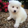 Pedigree Samoyed Puppies for sale