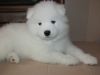 Pure White Samoyed Puppies for sale
