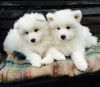 Gorgeous And Loving Samoyed Puppies