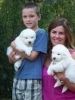 Male And Female Samoyed Puppies