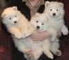 Magnificent Samoyed puppies