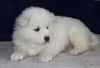 Super Adorable Samoyed Puppies