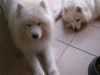 Pure Samoyed Puppies