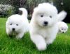Samoyed Puppies for Adoption