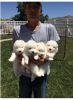 Samoyed pups