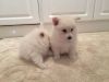 Incredible Samoyed Puppies