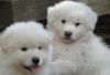 Looking for friendly home with space for my Samoyed puppies.