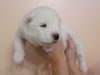 Stunning Pedigree Samoyed Puppies