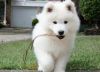 Cutest Samoyed puppies ever.