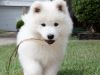 Healthy males and female Samoyed puppies
