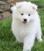 Sentimental Samoyed puppies for greater homes ready now