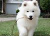 Stunning kid friendly Samoyed puppies for sale