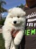 Gorgeous Male Samoyed puppy, home trained.