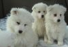 !!*** 100% Samoyed puppies looking for new loving home