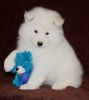 Samoyed male and female puppies