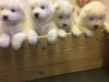 Kc Registered Samoyed Puppies For Sale