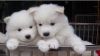 Loving Samoyed Puppies