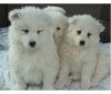 Bgsdtds Samoyed puppies ready to go home now