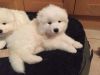Active And Beautiful Samoyed Puppies Ready.