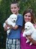 2 Teddy Bear Samoyed pups for Re-Homing