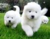 Adorable Samoyed Puppies for Adoption
