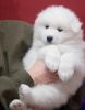 Excellent Samoyed Puppy for Adoption