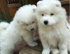 Sweet and Charming Samoyed Puppies