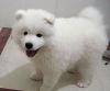 Two samoyed Puppies Needs a New Family