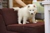 Beautiful Samoyed puppies for sale