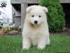 Male and female Samoyed puppies available