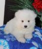 Fluffy and Lovable Samoyed Puppies Fluffy, adorable,