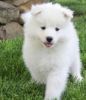 Cute Samoyed puppies TEXT , xxxxxxxxxx