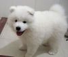 Stunning pure white Samoyed puppies available.