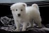 Purebred Samoyed Puppies