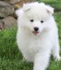 Adorable and cute coated Samoyed puppy is ready