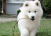 Best 12 weeks old Samoyed puppies for sale