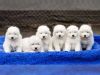 Excellent Samoyed Puppies Ready For Adoption
