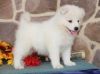 Purebred Samoyed puppies male and female available