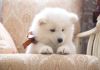 Samoyed Purebred Puppy Litters for Sale!