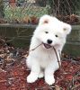 Home raised purebred Samoyed male and female for sale